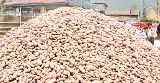 दशौं राष्ट्रिय हेमजा आलु महोत्सवको तयारी पुरा :