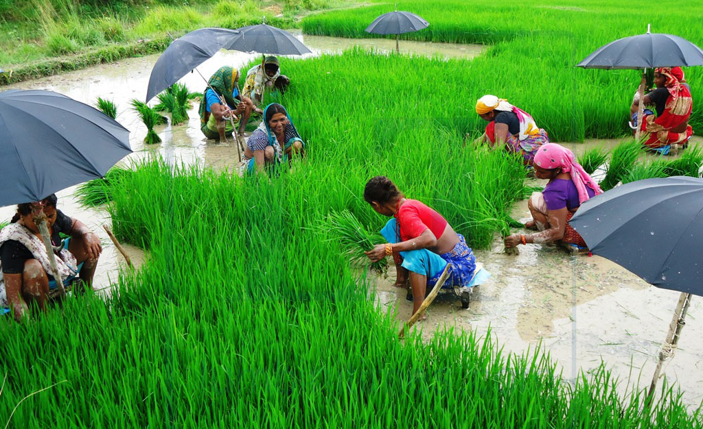 पोखराको जेठोबुढो धान लोपउन्मुख अबस्थामा