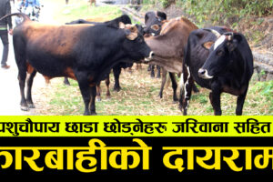 पोखरामा छाडा पशुचौपाय सहरी सौन्दर्यीकरण र सडक सुरक्षाको चुनौती