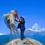 चुरुङ्गामा तेस्रो संस्करणको दाँई महोत्सव ! कृषकहरूलाई प्रोत्साहन र उत्प्रेरणा